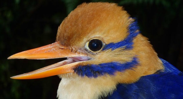 Rare kingfisher killed in the name of science