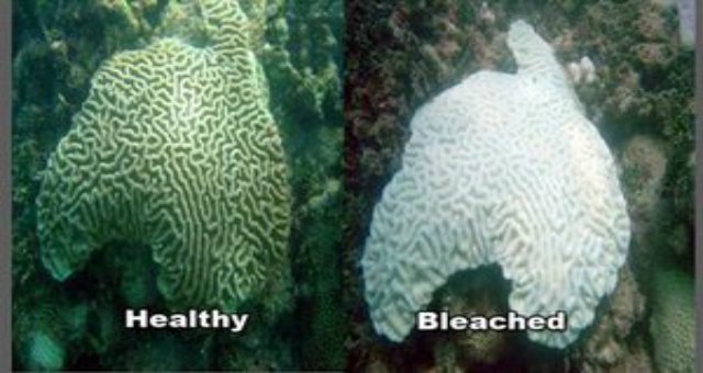 Record warm oceans are causing the third-ever global coral bleaching event