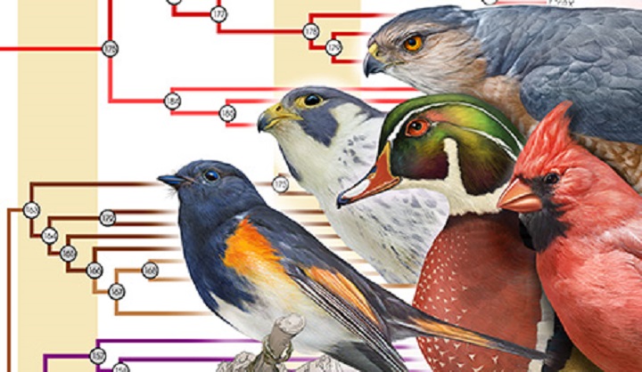 Yale prof's analysis of nearly 200 bird species helps map avian 'tree of life'