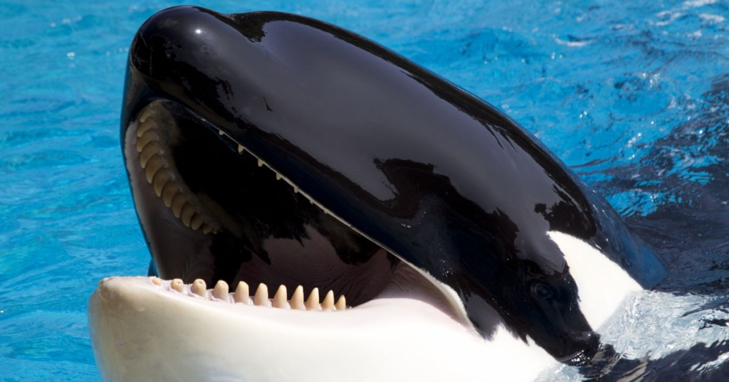 Coastal Commission Votes To Finally Ban Orca Breeding At SeaWorld