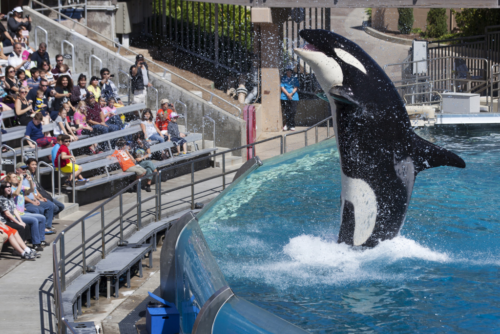 SeaWorld to challenge California ban on orca breeding