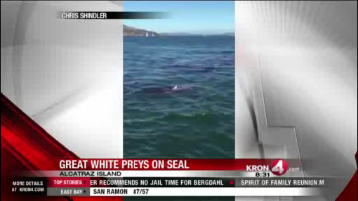 Bloody Video: Great White Shark Spotted Off Alcatraz Eating A Seal