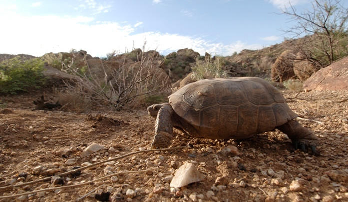 Sonoran desert tortoise