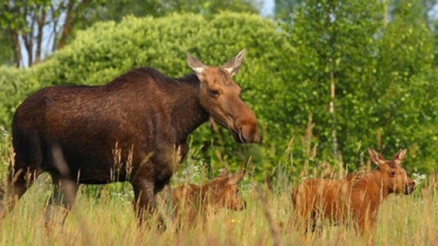 A family of elk in the exclusion zone