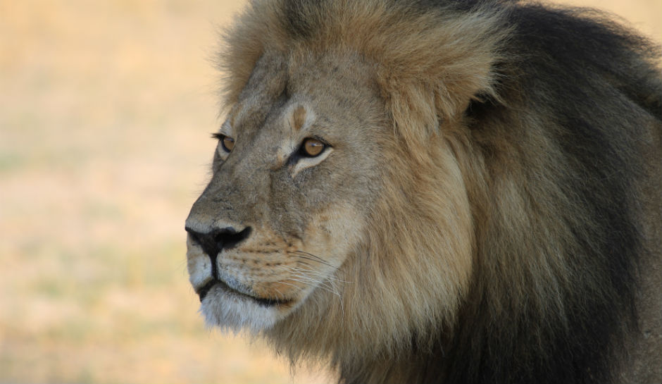 Walter Palmer Skirts Charges In Cecil The Lion's Death, And He's Still Welcome