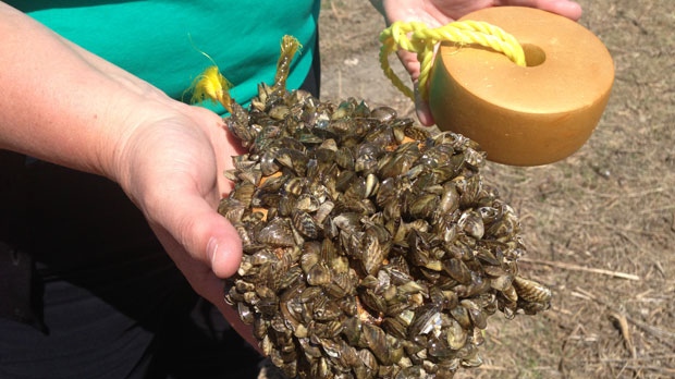 Zebra mussels