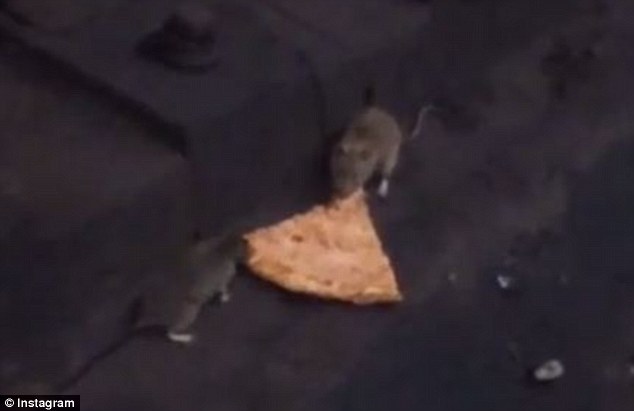 The new pizza rat video shows not one but two of New York City's grimiest battling over pizza in the subway