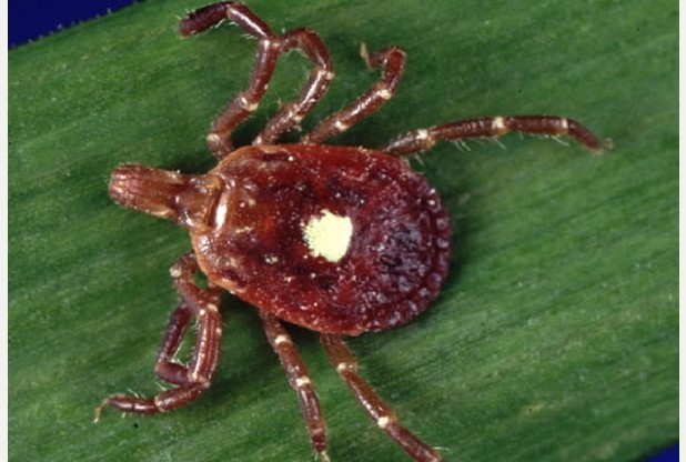 Ticks can cause Lyme disease       	      	     VIEW