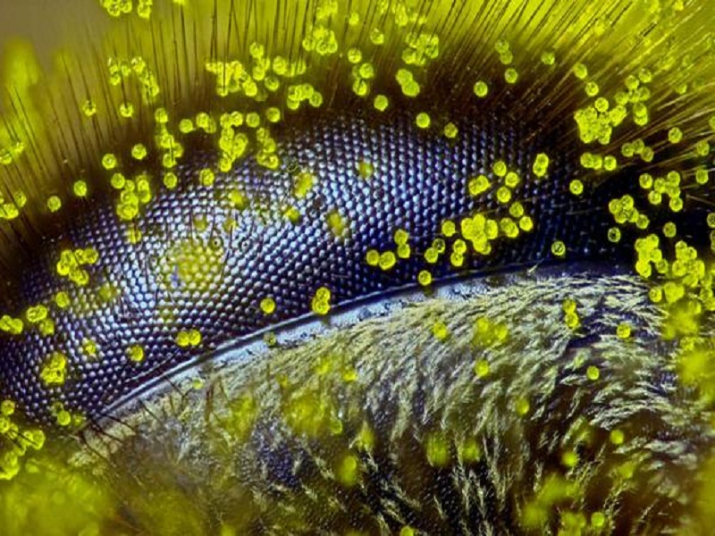 Honey bee eye covered in pollen