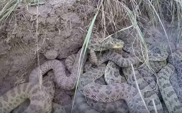 Video shows den of rattlesnakes striking GoPro