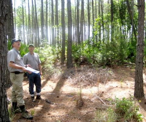 Woody Vines Affecting Tropical Forest’s Capacity to Store Carbon