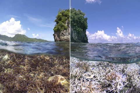 World's oceans facing biggest coral die-off in history, scientists warn