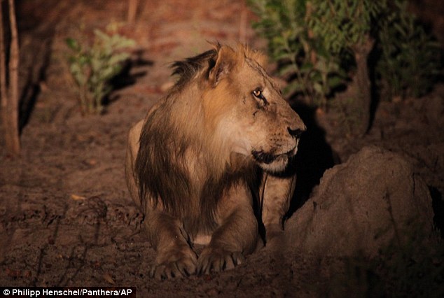 Lions in West Africa like this one in Senegal's Niokolo Koba National Park have been declining rapidly. A new study has warned that if the trend continues numbers of the predators could half in the next 20 years with some areas losing the animals comple