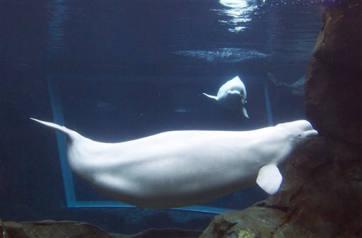 Georgia Aquarium's resident pregnant beluga whale Maris swims in the aquarium's tank in Atlanta. Aquarium chief veterinary officer Dr. Gregory Bossart said the female whale Maris died suddenly Thursday