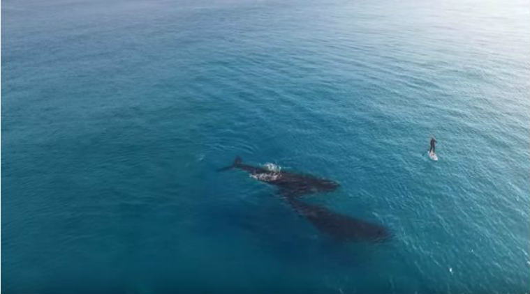 Whales swimming alongside paddle boarder