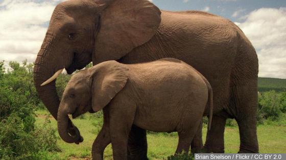 Why is Elephant Cancer Rare? Answer Might Help Treat Humans story image