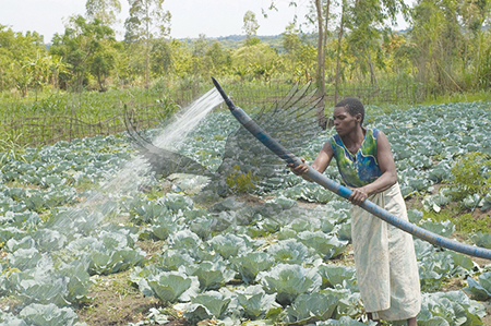 World Food Day being observed tomorrow