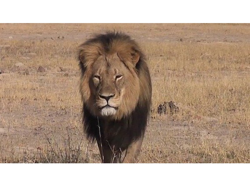 Cecil The Lion Hoboken Resident Gets Massive Response To Online Petition