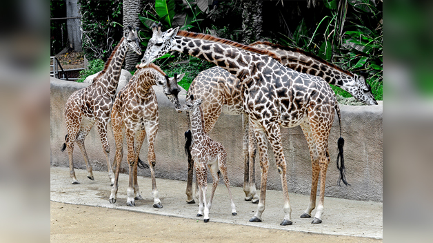 The Los Angeles Zoo and Botanical Gardens announced Wednesday that the zoo has