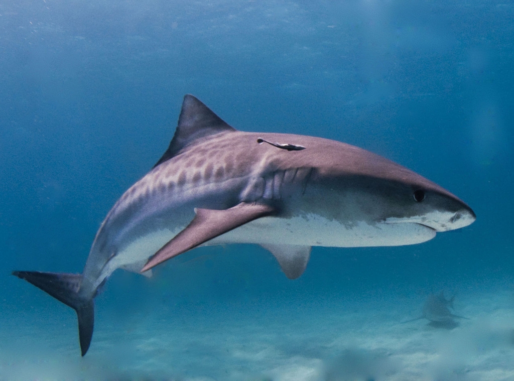 According to the International Shark Attack File the Tiger shark ranks No. 2 behind the white shark in the number of reported attacks on humans. Wikipedia