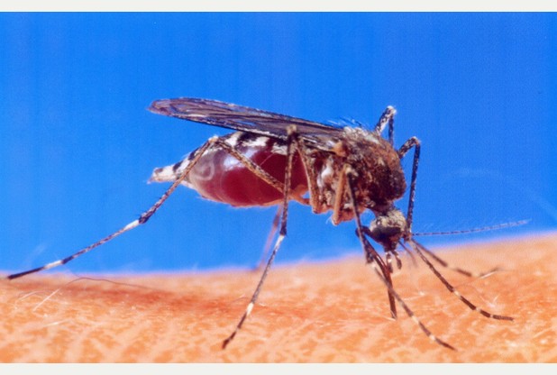 A malaria-carrying mosquito