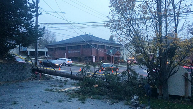 A tree fell in a Spokane Wash. resident's yard on Tuesday