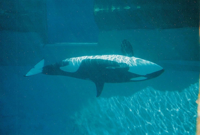 2013 documentary 'Blackfish' on Orcas continues to haunt Seaworld