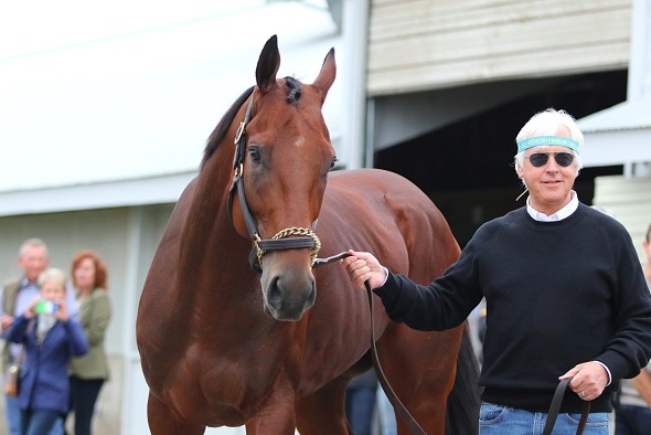 American Pharoah and trainer Bob Baffert outside his barn the morning after winning the Breeders Cup Classic at Keeneland Race Track