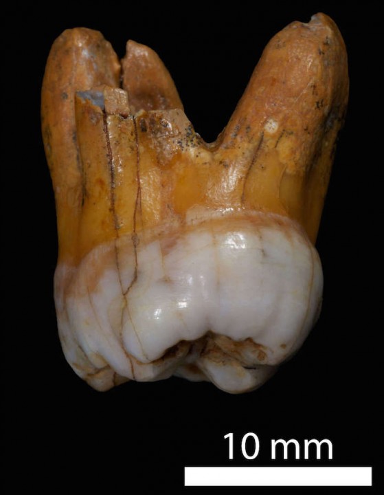 Tooth fossil reveals DNA of ancient human cousins