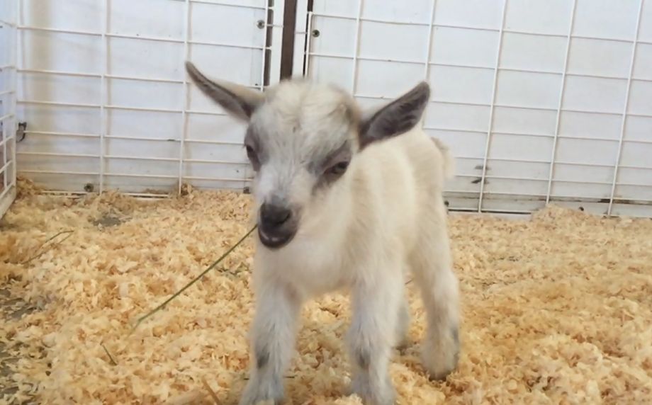 Owen. Fair officials say Gus Gus was taken from the petting zoo at the fair Wednesday Nov. 4 2015 leaving his