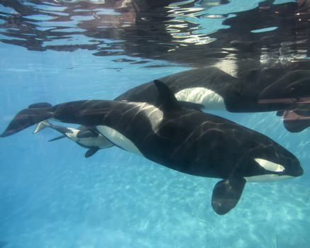 Baby killer whale calf nurses from its mother Kalia at Sea World San Diego's Shamu Stadium