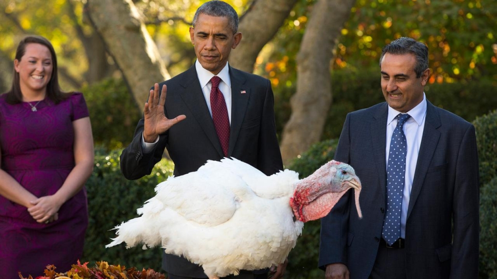 President Obama pardons National Thanksgiving Turkey Abe during a ceremony in the Rose Garden of the White House in Washington Wednesday Nov. 25 2015