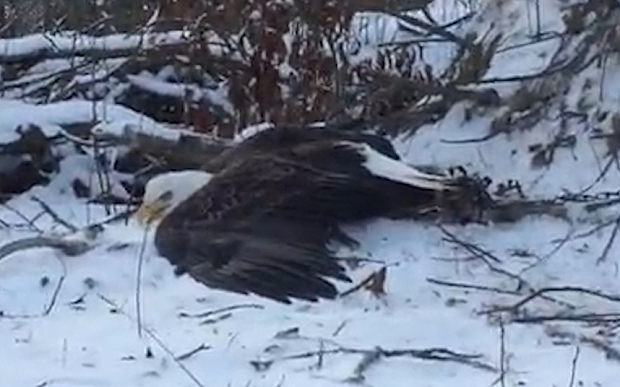 Sudbury, Ont. Brothers Free Bald Eagle From Trap. Take Epic Selfie.