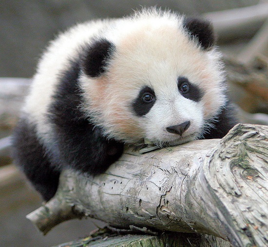 'Giant Panda Cub