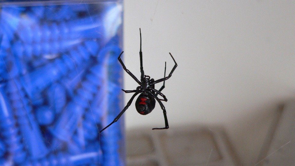 'black widow spider