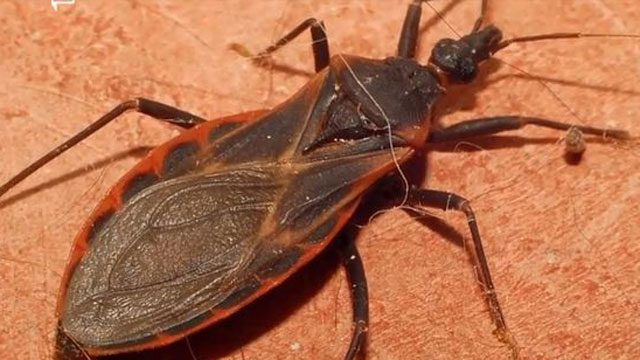 CDC: 'Kissing Bug' Found in Georgia