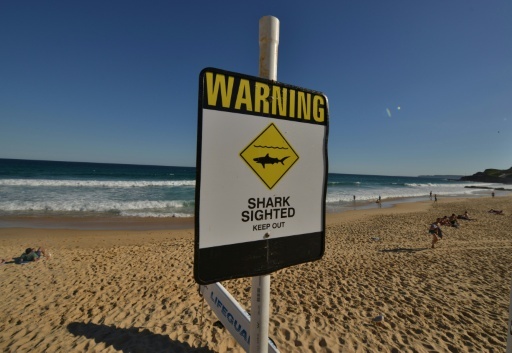 Calls for more protection after latest Australia shark attack