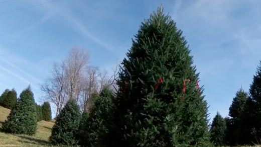 Choosing the right Christmas tree