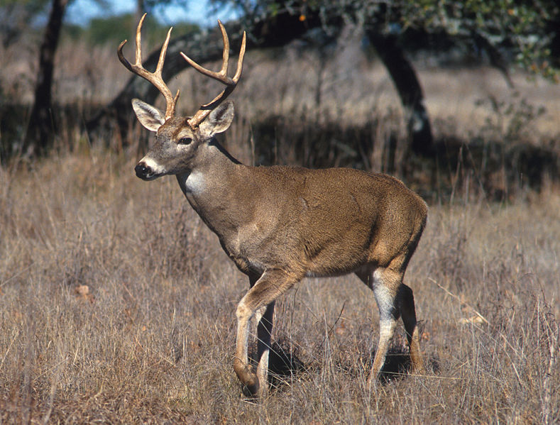 Opening weekend of deer season has high numbers