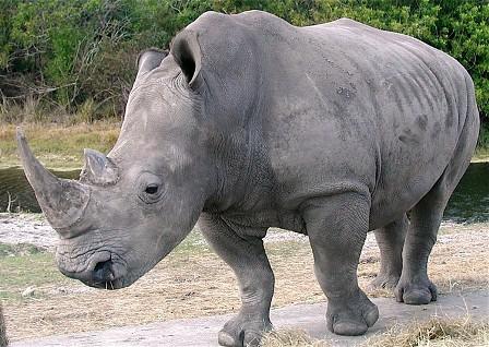 Only Three Northern White Rhinos Left Alive On Earth