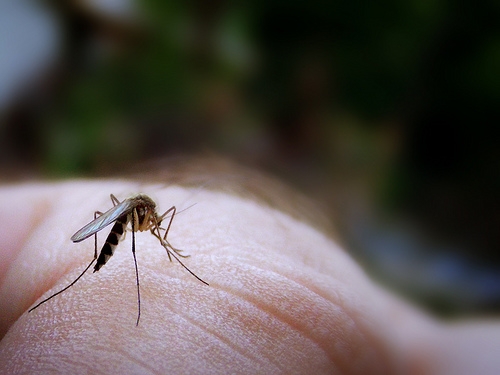 Concerns over new disease carrying mosquito found in BC