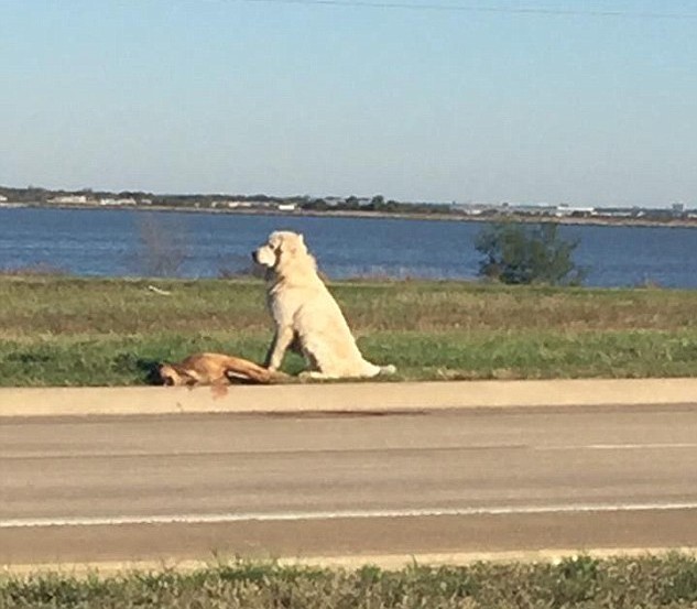 Dog stands by dead friend's side for hours