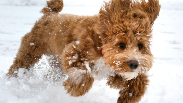 Dogs in the Snow