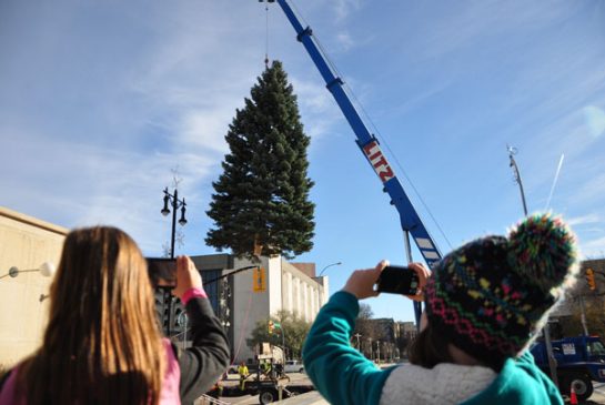 Northlake spruce chosen to be Chicago's Christmas tree