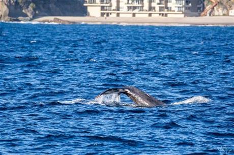 FREE HUMPBACK WHALE