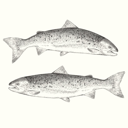 FDA OKs genetically modified salmon for human consumption