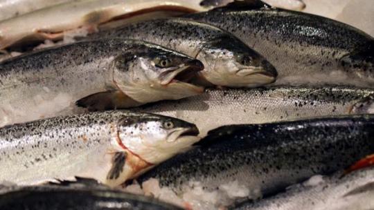 Genetically engineered salmon is fit for consumption says FDA