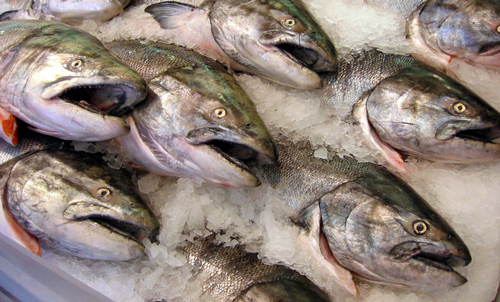 Major supermarkets reject GMO salmon