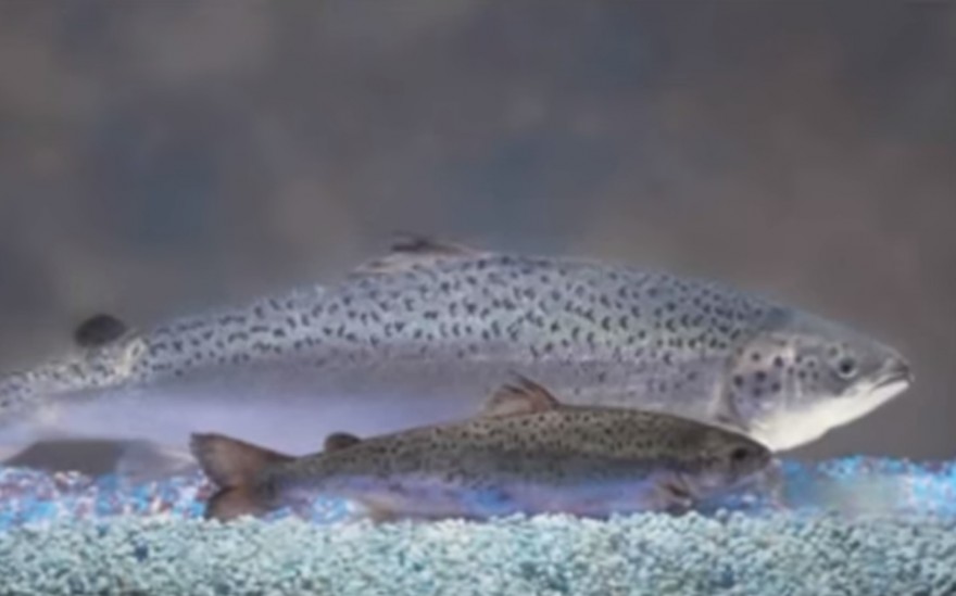 A genetically modified salmon compared to a regular farm-raised salmon of the same age