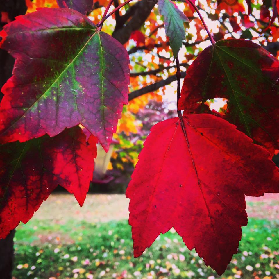 Finally an excuse not to rake your leaves